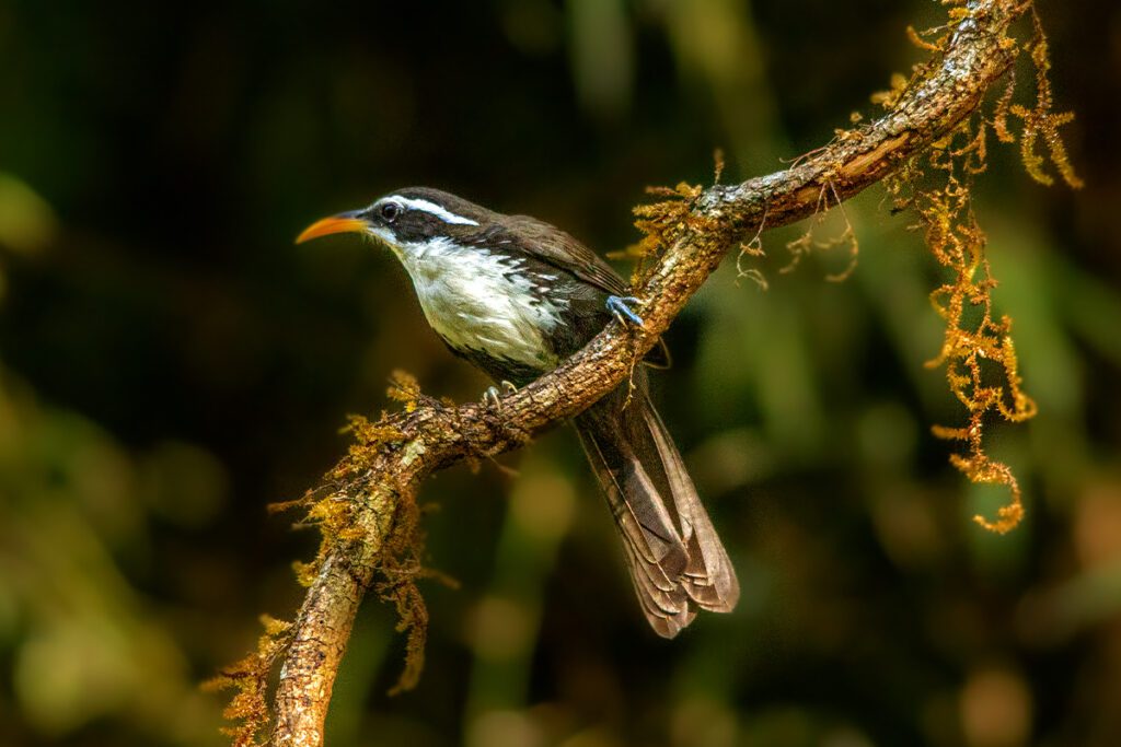 Indian scimitar babbler at Bandipur Tiger Reserve