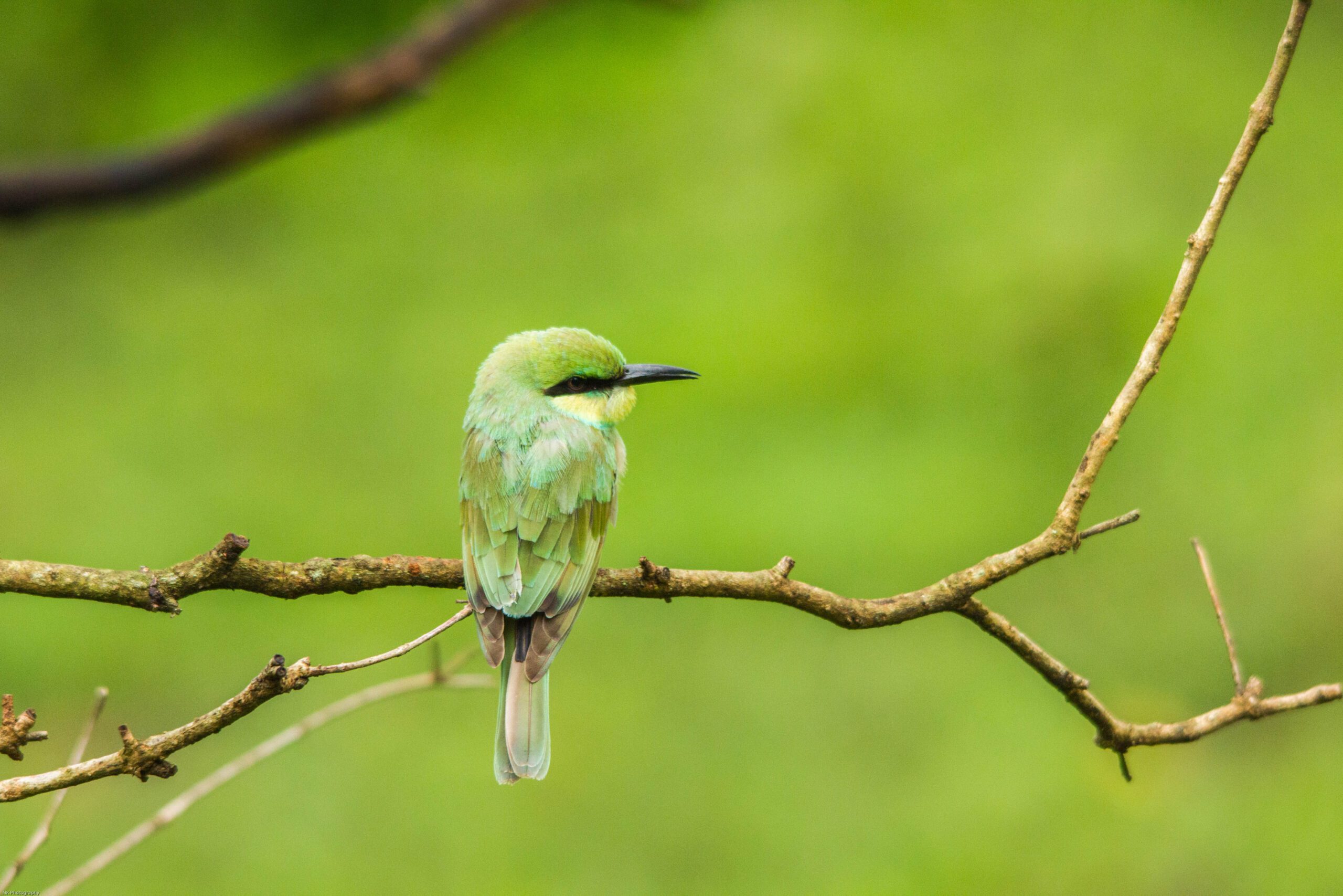 Bandipur, Tiger Safari, Wildlife Photography, Family Vacation, How to reach bandipur, Nearest tiger safari to bangalore, best tiger safari in south india