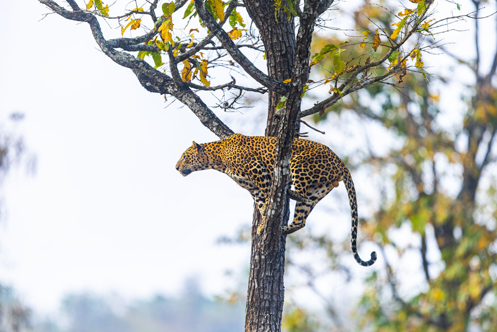 Leopard at Bandipur National Park