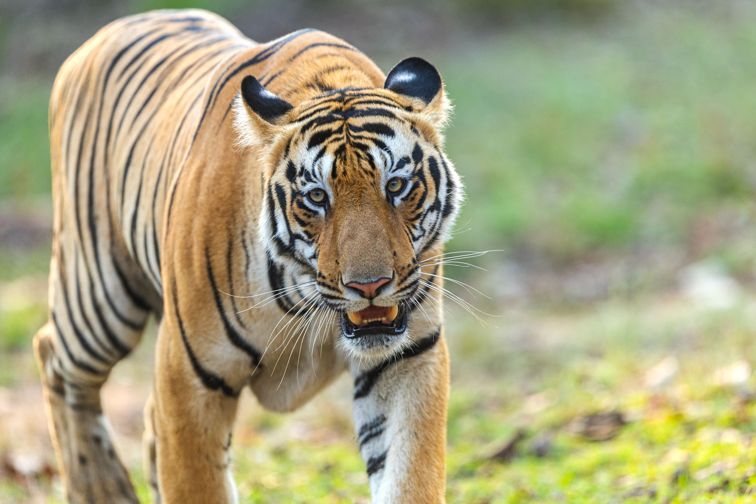 Mohrali-core-are-of-the-tiger--this-was-shot-in-the-central-indian-forest-tiger-safari-at-the-tadoba-andhari-tiger-reserve