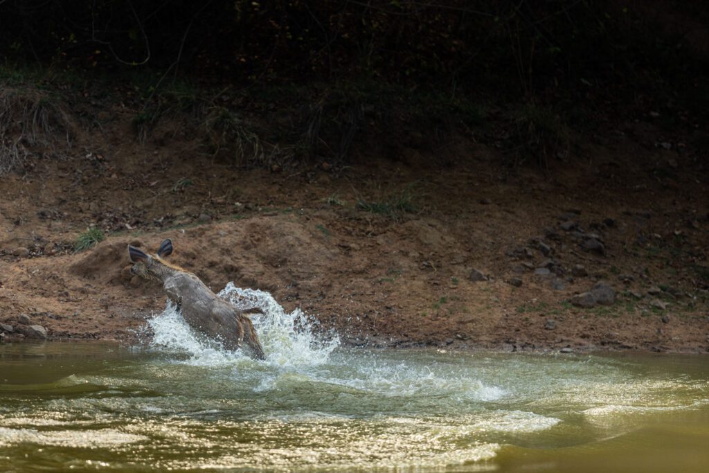 Sambar-deer-running-after-a-tiger-chase-this-was-shot-in-the-central-indian-forest-tiger-safari-at-the-tadoba-andhari-tiger-reserve