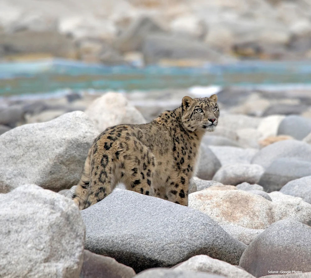 Snow leopard safari India, Snow leopard Hemis National Park, Snow leopard tracking India, Ladakh snow leopard tour, Spiti Valley wildlife safari, Himalayan big cats, Snow leopard photography, Wildlife tours India, Best time snow leopard India, Snow leopard resting on rocky slopes in Himalayas, Ladakhi homestay near snow leopard safari base camp, Himalayan mountain sunrise with snow leopard tracks, Tourist spotting snow leopard in Ladakh wilderness