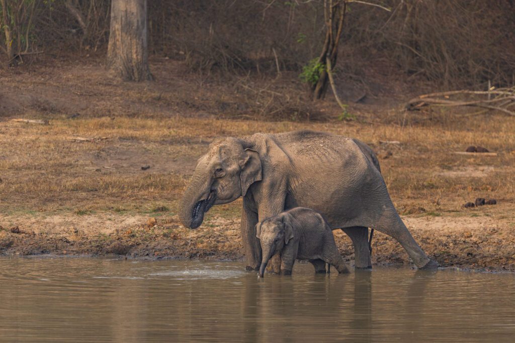 How-to-Reach-Bandipur-National-Park-Travel,-Safari-&-Stay-Guide-2025-2