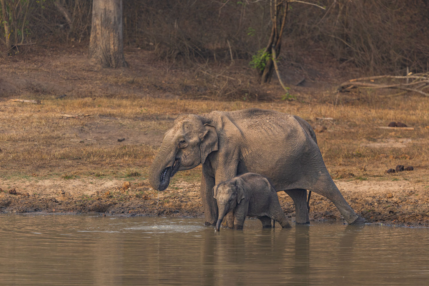 How-to-Reach-Bandipur-National-Park-Travel,-Safari-&-Stay-Guide-2025-2
