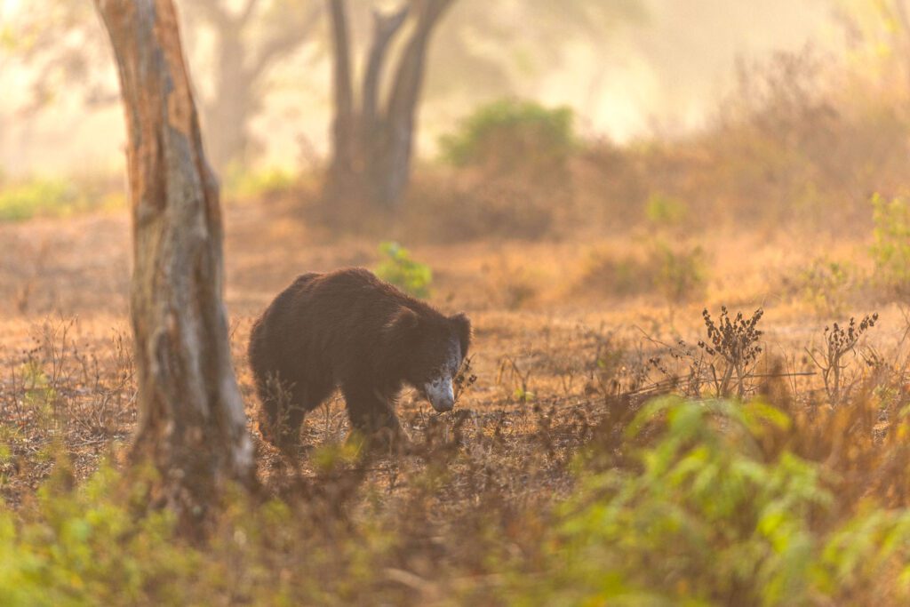 sloth bear- bandipur-national highway-best place-best time-chennai