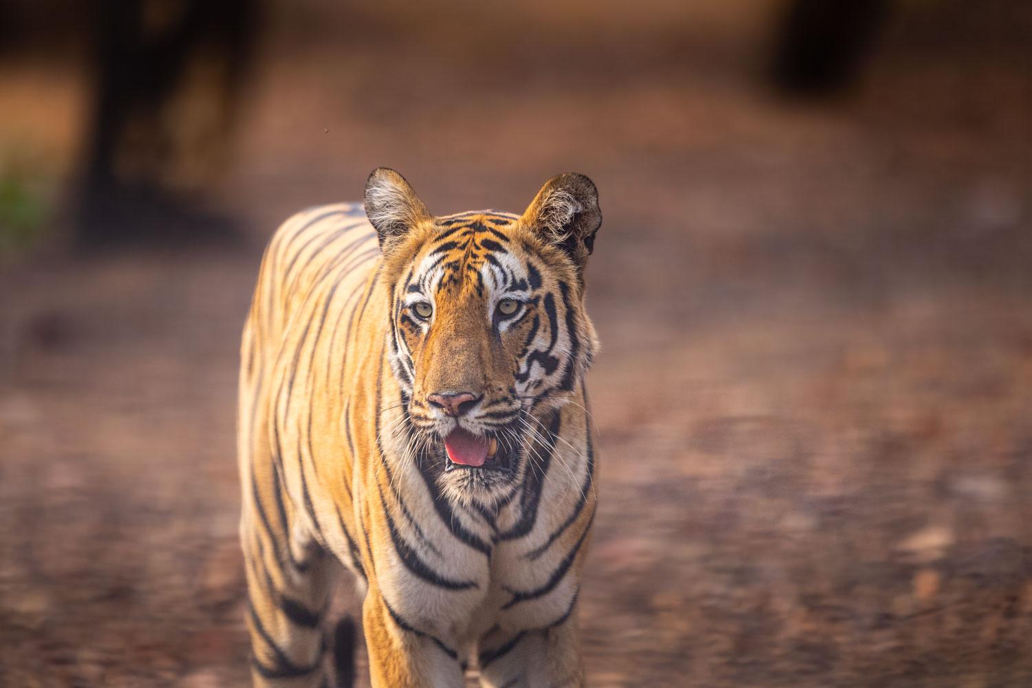 Plan-Your-Wildlife-Adventure-with-Verified-Booking-Tips,-Zone-Details,-Pricing-&-Seasonal-Insights-for-Tadoba-in-2025---01 - Tadoba-tiger-online-2025-2026-trending-iconic-wildlife-best-safari