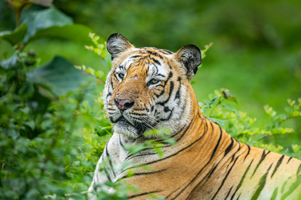 bandipur-cheap-stay-option-safari-timings-budget-tips-bandipur-safari-online-booking-cheapest-2025