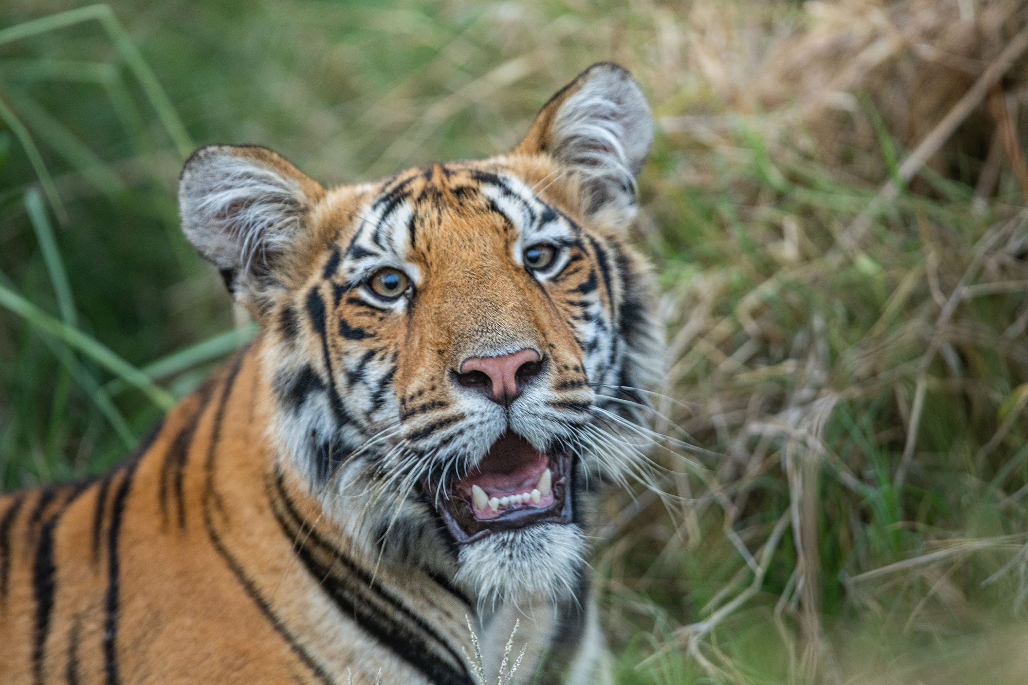 best-tiger-reserve-for-safari-in-summer-2025-online-bookings-02