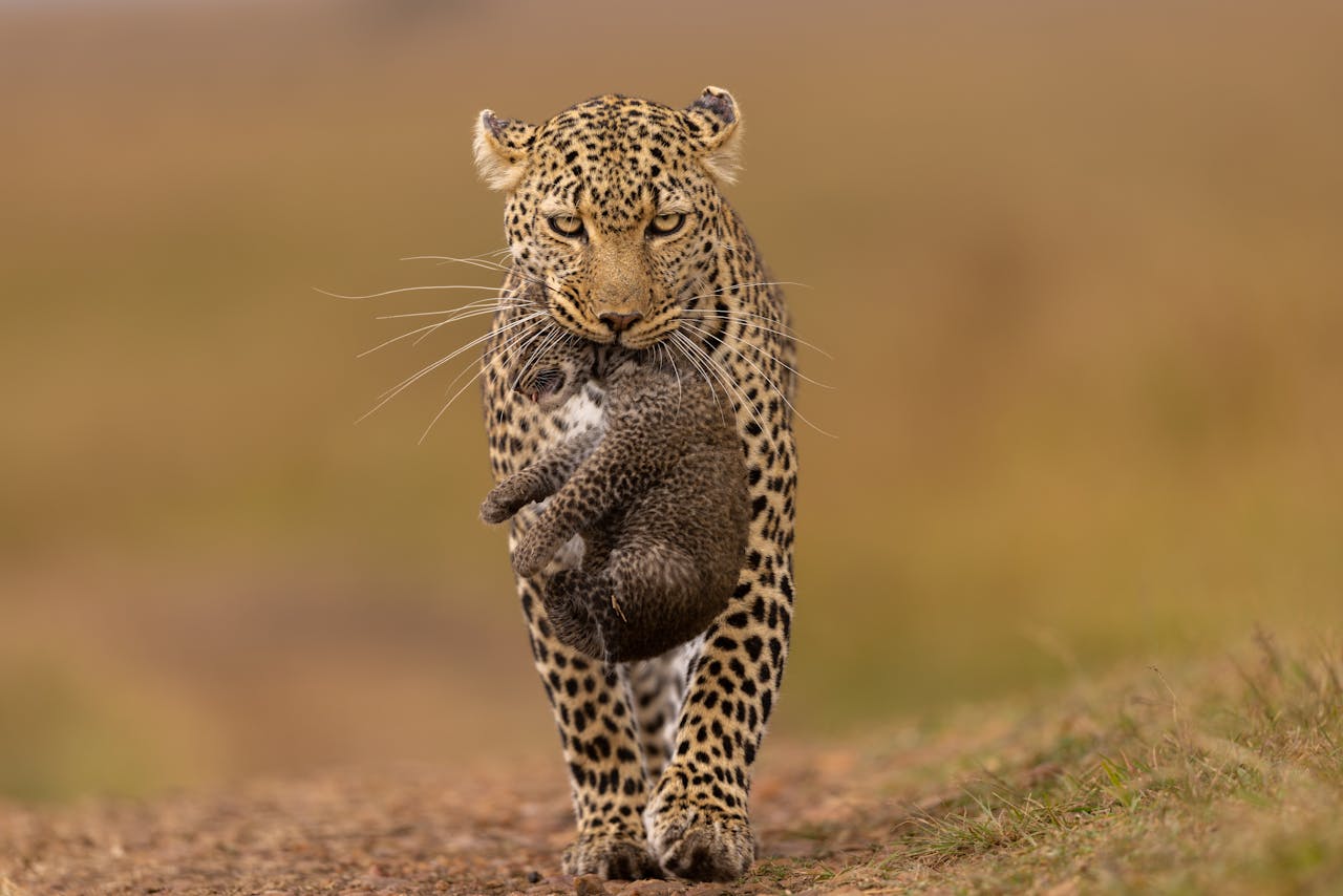 Leopard with cub - Masai Mara