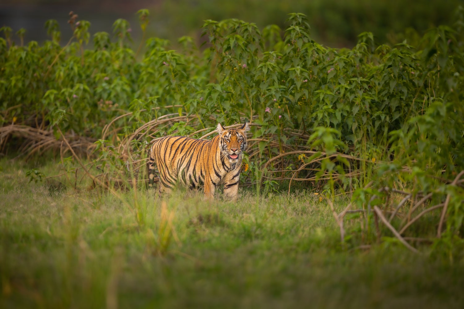 tiger-cub-safari-tadoba-cheapest-best-wonderful-2025-online-booking