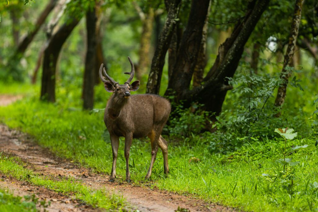 Bandipur Travel Itinerary - Checkpost Timings Info Board