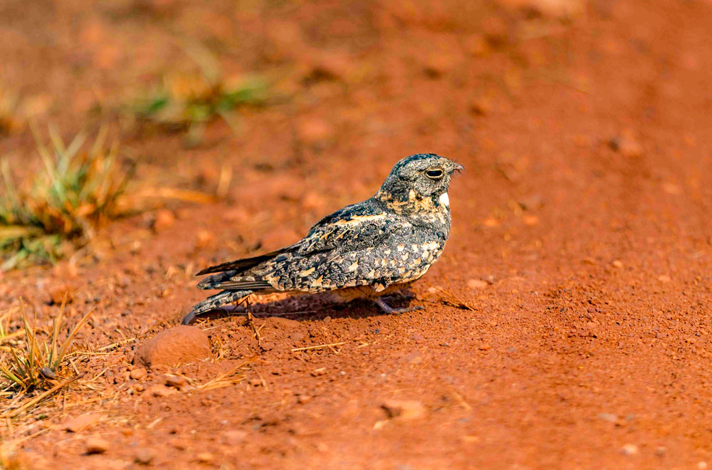 Best-Wildlife-Zones-in-Tadoba-for-Tiger-Photos-safari-booking-2025-2026-wonderful-safari-easy-tiger-sightings-005