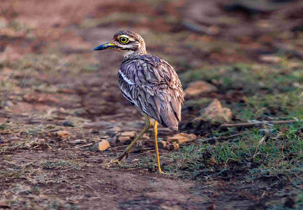 Best-Wildlife-Zones-in-Tadoba-for-Tiger-Photos-safari-booking-2025-2026-wonderful-safari-easy-tiger-sightings-005
