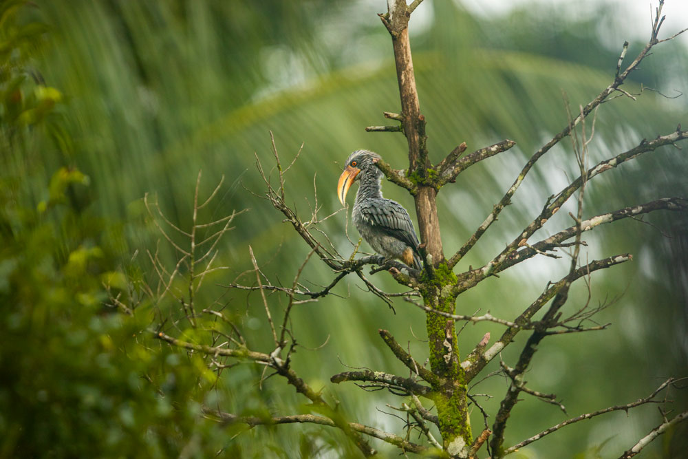 Thattekad Bird Sanctuary Kerala,
Malabar Trogon at Thattekad,
Sri Lanka Frogmouth in Thattekad forest,
birdwatchers at Thattekad Bird Sanctuary,
Ceylon Bay Owl perched in rainforest,
tropical river view Thattekad lodge,
bird photography group in Kerala forest,
Indian Pitta on forest floor Thattekad,
Thattekad birding trail sunrise,
Dr. Salim Ali Bird Sanctuary Kerala, Thattekad Bird Sanctuary tour,
birding tour in Kerala,
Thattekad wildlife photography,
birdwatching in Kerala,
Salim Ali Bird Sanctuary Kerala,
bird photography trip India,
Kerala nature photography tour,
Thattekad birding experience,
best bird photography destination India
