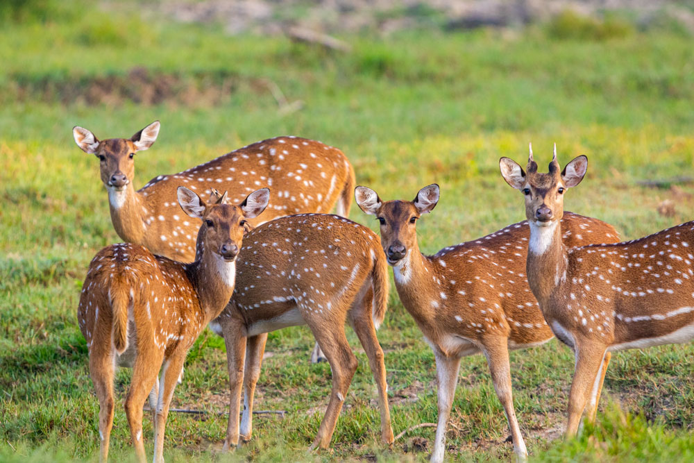 bandipur-wildlife-safari-tiger-safari-online-bookings-2025-2026-best-safari-tiger-and-cubs-elephants-spotted-deer-sambar-deer-001