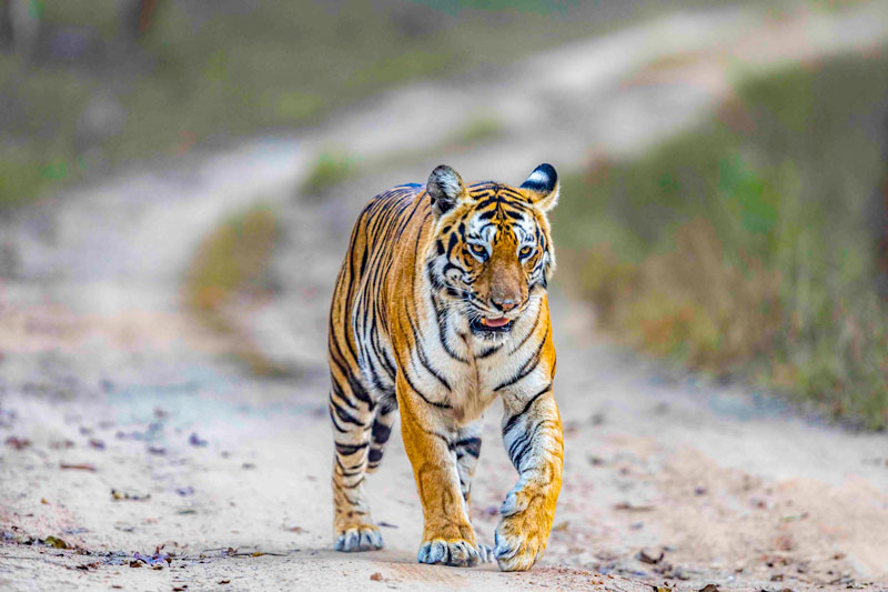 bandipur-wildlife-safari-tiger-safari-online-bookings-2025-2026-best-safari-tiger-and-cubs-elephants-spotted-deer-sambar-deer-009-Tiger in Bandipur during Bandipur Photography Tour