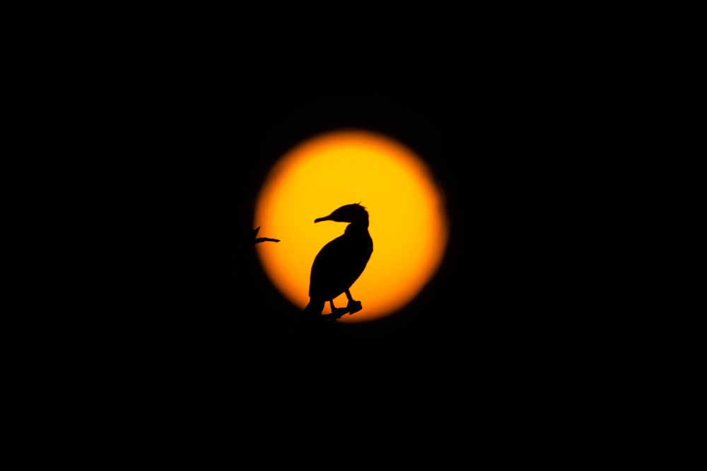 bharatpur bird photography tour, bird photographer in keoladeo national park, painted storks at bharatpur wetlands, sunrise birding in bharatpur rajasthan, photographers capturing birds in bharatpur, migratory birds of bharatpur, bharatpur bird sanctuary photography session, cranes flying over keoladeo park, e-rickshaw safari in bharatpur bird sanctuary, bharatpur birding group photo, bird photography tour Bharatpur, Bharatpur bird sanctuary photography, Keoladeo National Park tour, wildlife photography in Rajasthan, Bharatpur birding tour, Bharatpur photography workshop, Bharatpur birdwatching, birding in Keoladeo, migratory birds of Bharatpur, Rajasthan photography tour, India bird photography trip, Bharatpur photo tour