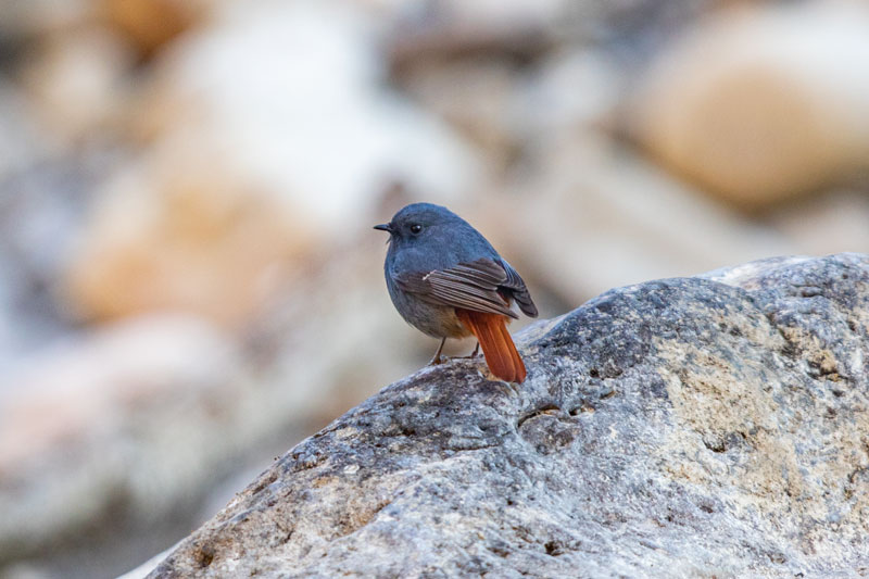 Sattal Bird Photography Tour, birding in Sattal, Himalayan bird photography, birdwatching in Uttarakhand, photographers in Sattal forest, Himalayan bird species, Pangot bird photography, Chafi birding walk, Kalij Pheasant photo, Malabar Trogon Sattal, nature photography India, Flying Hornbill bird photography tour, bird photography in Sattal, bird watching in Uttarakhand, Himalayan birding tour, photography tours India, Sattal birding trip, Flying Hornbill photography tour