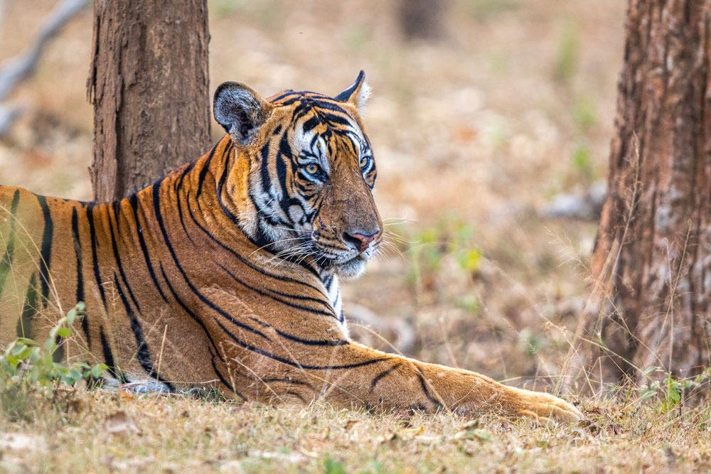 Kabini Wildlife Photography Tour, Kabini safari, wildlife photography Karnataka, Kabini tiger, elephant herd Kabini, bird photography Kabini, boat safari Kabini, Kabini forest lodge, wildlife photographers in action, Kabini backwaters sunrise, tiger photography in Kabini