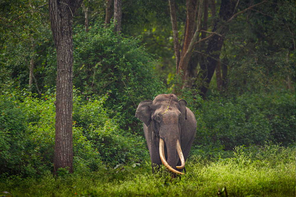 Kabini Wildlife Photography Tour, Kabini safari, wildlife photography Karnataka, Kabini tiger, elephant herd Kabini, bird photography Kabini, boat safari Kabini, Kabini forest lodge, wildlife photographers in action, Kabini backwaters sunrise, tiger photography in Kabini