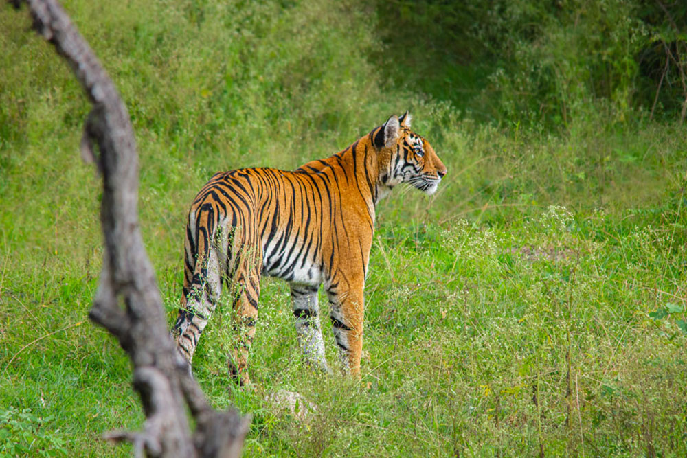 Kabini Wildlife Photography Tour, Kabini safari, wildlife photography Karnataka, Kabini tiger, elephant herd Kabini, bird photography Kabini, boat safari Kabini, Kabini forest lodge, wildlife photographers in action, Kabini backwaters sunrise, tiger photography in Kabini