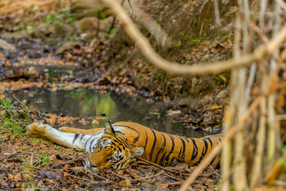 Tadoba wildlife photography, Tadoba tiger safari, wildlife photography Maharashtra, Tadoba photography tour, wildlife photography tour India, tiger photography tour India, Tadoba Wildlife Photography Tour, tiger photography Tadoba, wildlife photography Maharashtra, Tadoba safari, leopard Tadoba, Tadoba forest, wildlife photographers on safari, Tadoba Lake reflections, Indian gaur Tadoba, Tadoba lodge, photography workshop Tadoba