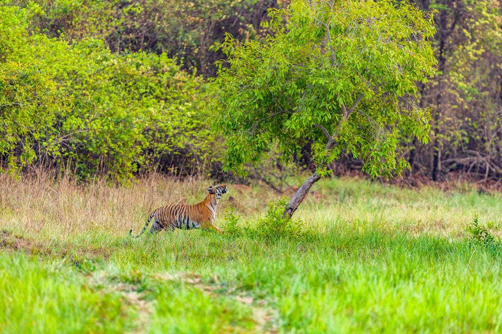 Tadoba wildlife photography, Tadoba tiger safari, wildlife photography Maharashtra, Tadoba photography tour, wildlife photography tour India, tiger photography tour India, Tadoba Wildlife Photography Tour, tiger photography Tadoba, wildlife photography Maharashtra, Tadoba safari, leopard Tadoba, Tadoba forest, wildlife photographers on safari, Tadoba Lake reflections, Indian gaur Tadoba, Tadoba lodge, photography workshop Tadoba