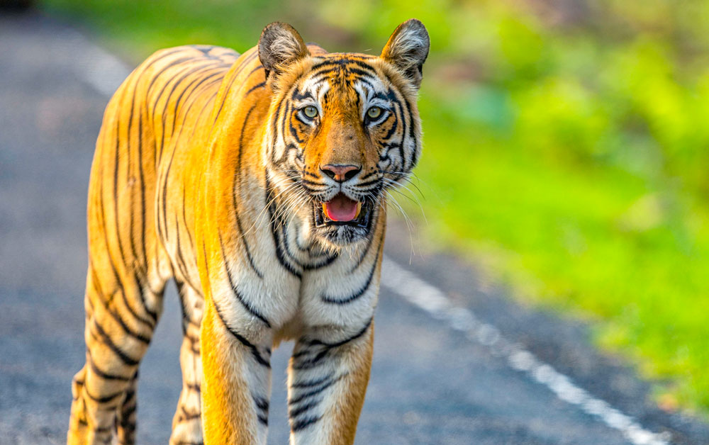 Bengal Tiger emerging from tall grass Tadoba, Open-top Gypsy safari vehicle Tadoba, Tadoba core forest landscape, Safari guide tracking in Tadoba, Tadoba Tiger Safari, Tadoba Andhari Tiger Reserve, Core and Buffer Safari Tadoba, Book Tadoba Safari