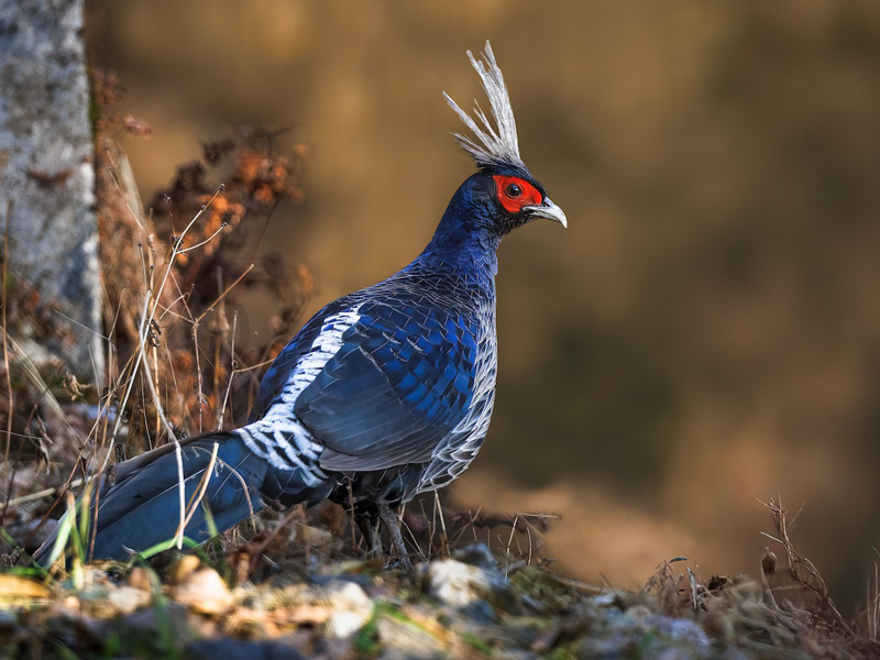 Sattal Bird Photography Tour, birding in Sattal, Himalayan bird photography, birdwatching in Uttarakhand, photographers in Sattal forest, Himalayan bird species, Pangot bird photography, Chafi birding walk, Kalij Pheasant photo, Malabar Trogon Sattal, nature photography India, Flying Hornbill bird photography tour, bird photography in Sattal, bird watching in Uttarakhand, Himalayan birding tour, photography tours India, Sattal birding trip, Flying Hornbill photography tour