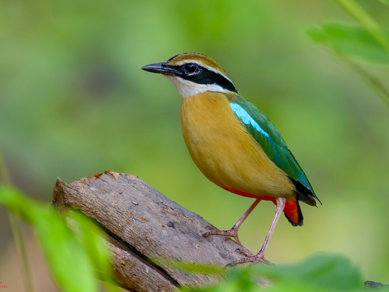 Top birds of Palamau Tiger Reserve seen during wildlife safari in India