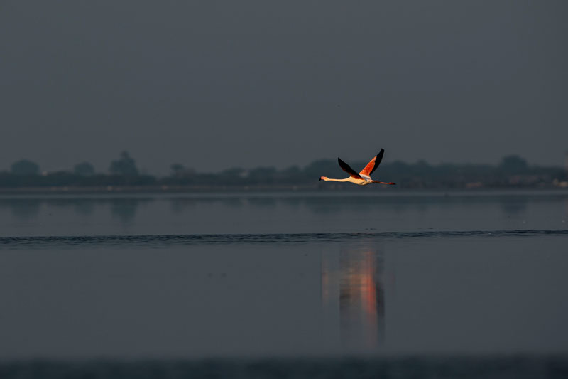 Thousands of Flamingos wading in Pulicat Lake, Boat safari on Pulicat Lake at sunset, Migratory birds on Pulicat shore, Local boatman guiding Pulicat Bird Watching Safari, Pulicat Bird Watching Safari, Pulicat Lake Chennai, Flamingo Sightings Chennai, Bird Safari Chennai, Pulicat Bird Watching Safari, Chennai Weekend, Flamingo Safari, Nature Escape, Coastal TamilNadu