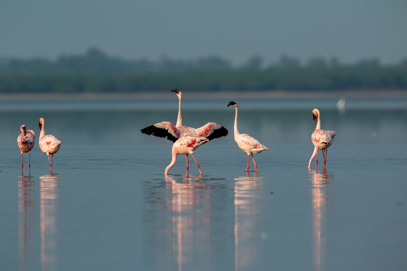 Thousands of Flamingos wading in Pulicat Lake, Boat safari on Pulicat Lake at sunset, Migratory birds on Pulicat shore, Local boatman guiding Pulicat Bird Watching Safari, Pulicat Bird Watching Safari, Pulicat Lake Chennai, Flamingo Sightings Chennai, Bird Safari Chennai, Pulicat Bird Watching Safari, Chennai Weekend, Flamingo Safari, Nature Escape, Coastal TamilNadu