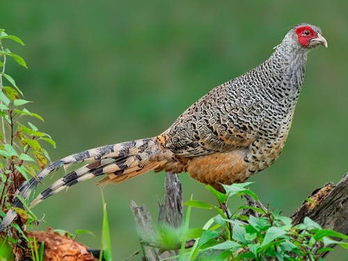 Sattal Bird Photography Tour, birding in Sattal, Himalayan bird photography, birdwatching in Uttarakhand, photographers in Sattal forest, Himalayan bird species, Pangot bird photography, Chafi birding walk, Kalij Pheasant photo, Malabar Trogon Sattal, nature photography India, Flying Hornbill bird photography tour, bird photography in Sattal, bird watching in Uttarakhand, Himalayan birding tour, photography tours India, Sattal birding trip, Flying Hornbill photography tour