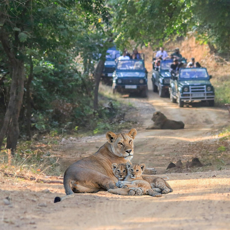 Asiatic Lion in Gir National Park, Gir Guided Lion Safari jeep, Tourist checking in for safari at Sasan Gir, Sasan Gir map showing multiple safari zones, Gir Guided Lion Safari, Asiatic Lion Safari India, Gir National Park Booking for Foreigners, Gir Safari Gates, Gir Guided Lion Safari, Asiatic Lion Safari India, Gir National Park, Wildlife India, Sasan Gir, Lion Safari