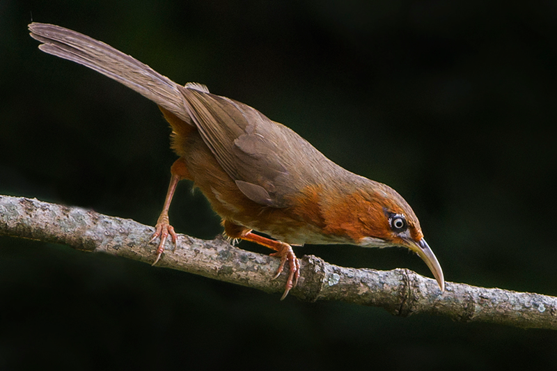 Sattal Bird Photography Tour, birding in Sattal, Himalayan bird photography, birdwatching in Uttarakhand, photographers in Sattal forest, Himalayan bird species, Pangot bird photography, Chafi birding walk, Kalij Pheasant photo, Malabar Trogon Sattal, nature photography India, Flying Hornbill bird photography tour, bird photography in Sattal, bird watching in Uttarakhand, Himalayan birding tour, photography tours India, Sattal birding trip, Flying Hornbill photography tour