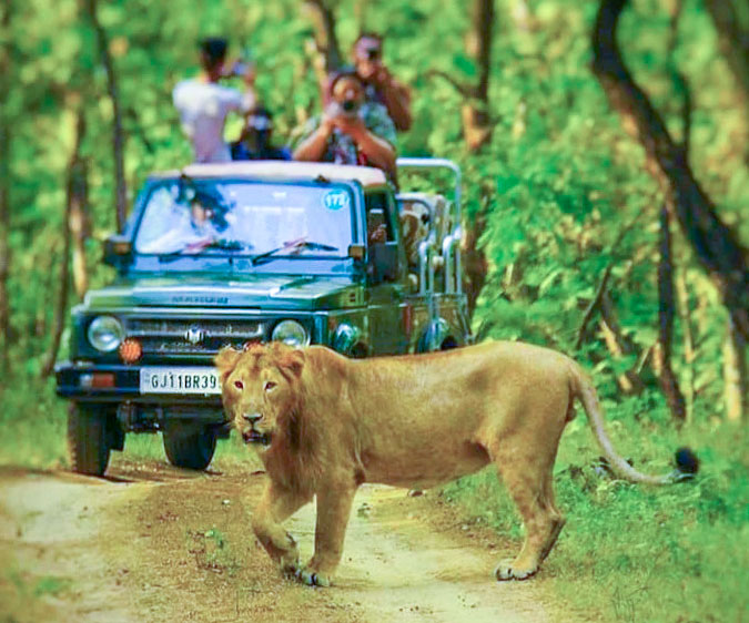 Asiatic Lion in Gir National Park, Gir Guided Lion Safari jeep, Tourist checking in for safari at Sasan Gir, Sasan Gir map showing multiple safari zones, Gir Guided Lion Safari, Asiatic Lion Safari India, Gir National Park Booking for Foreigners, Gir Safari Gates, Gir Guided Lion Safari, Asiatic Lion Safari India, Gir National Park, Wildlife India, Sasan Gir, Lion Safari