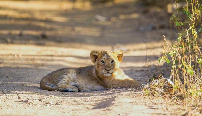 Asiatic Lion in Gir National Park, Gir Guided Lion Safari jeep, Tourist checking in for safari at Sasan Gir, Sasan Gir map showing multiple safari zones, Gir Guided Lion Safari, Asiatic Lion Safari India, Gir National Park Booking for Foreigners, Gir Safari Gates, Gir Guided Lion Safari, Asiatic Lion Safari India, Gir National Park, Wildlife India, Sasan Gir, Lion Safari