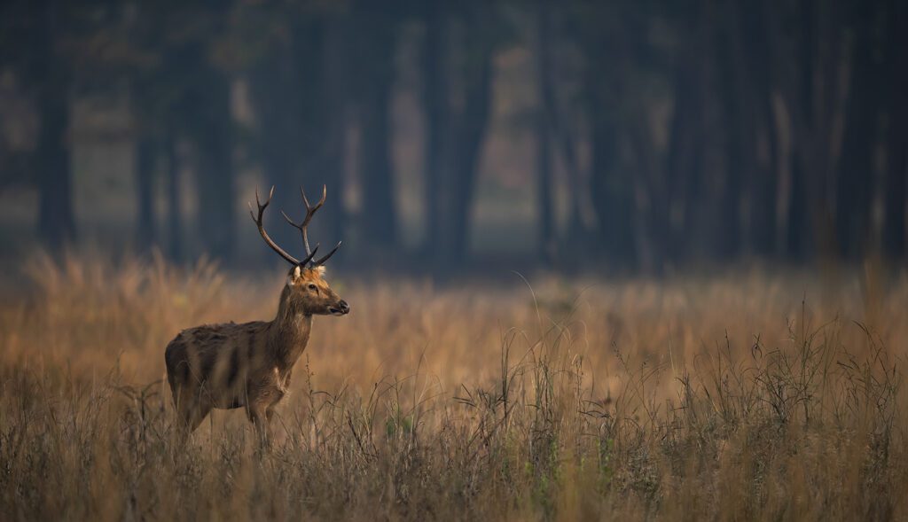 Tiger in Kanha meadow, Barasingha in Kanha National Park, Jungle safari jeep in Kanha, Map from Jabalpur to Kanha, Birdwatching in Kanha forest, Kanha National Park, 
Kanha Tiger Safari, 
Best Time to Visit, Kanha, Wildlife Resorts in Kanha, Barasingha Kanha, Kanha Safari Booking, Madhya Pradesh Tiger Reserve, Family-friendly safaris India, Eco-lodges in Kanha