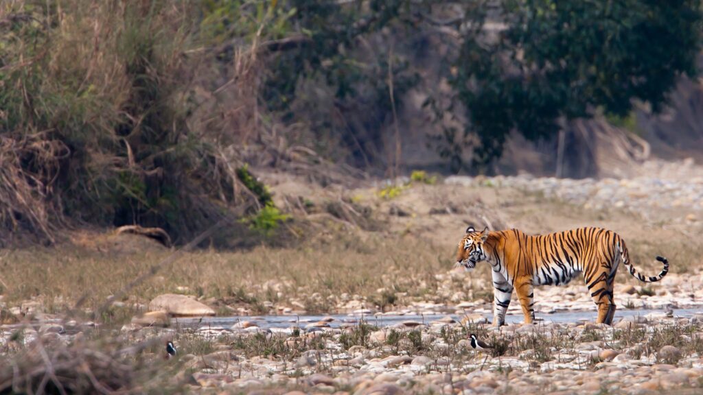 Tiger in Kanha meadow, Barasingha in Kanha National Park, Jungle safari jeep in Kanha, Map from Jabalpur to Kanha, Birdwatching in Kanha forest, Kanha National Park, 
Kanha Tiger Safari, 
Best Time to Visit, Kanha, Wildlife Resorts in Kanha, Barasingha Kanha, Kanha Safari Booking, Madhya Pradesh Tiger Reserve, Family-friendly safaris India, Eco-lodges in Kanha