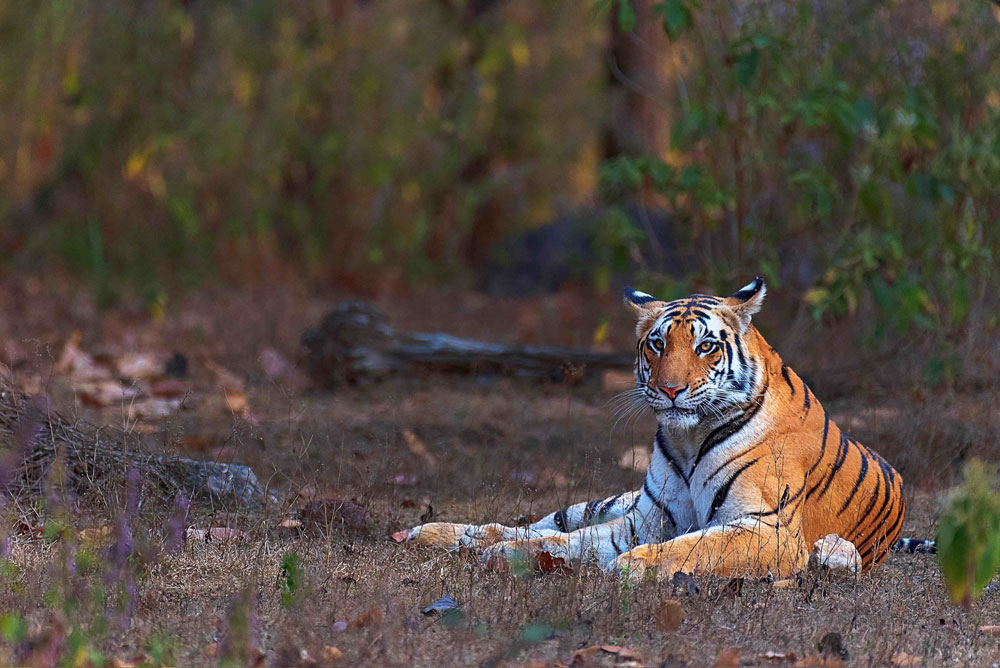 Kanha National Park, Kanha Tiger Safari, Kanha Safari Booking, Barasingha Kanha, Best time to visit Kanha, Eco-lodges in Kanha, Kanha National Park activities, Tribal experiences Kanha, Family adventure safaris India, Tiger walking in Kanha forest, Baiga tribe sharing forest stories, Jeep safari group in Kanha meadows, Luxury safari lodge in Kanha, Traveler packing for Kanha tiger safari