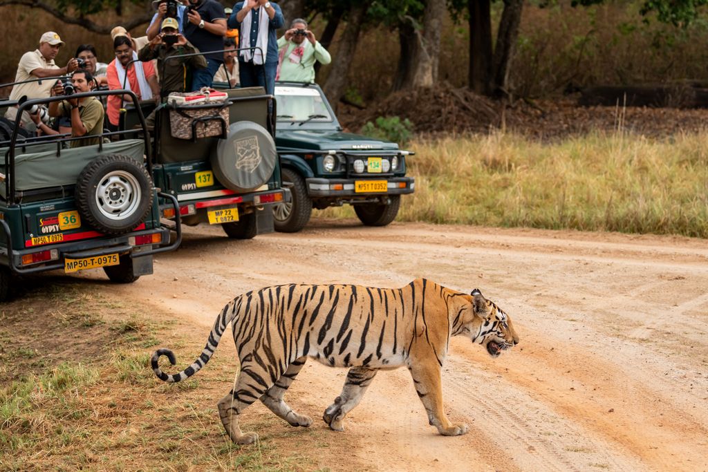 Kanha National Park, Kanha Tiger Safari, Kanha Safari Booking, Barasingha Kanha, Best time to visit Kanha, Eco-lodges in Kanha, Kanha National Park activities, Tribal experiences Kanha, Family adventure safaris India, Tiger walking in Kanha forest, Baiga tribe sharing forest stories, Jeep safari group in Kanha meadows, Luxury safari lodge in Kanha, Traveler packing for Kanha tiger safari