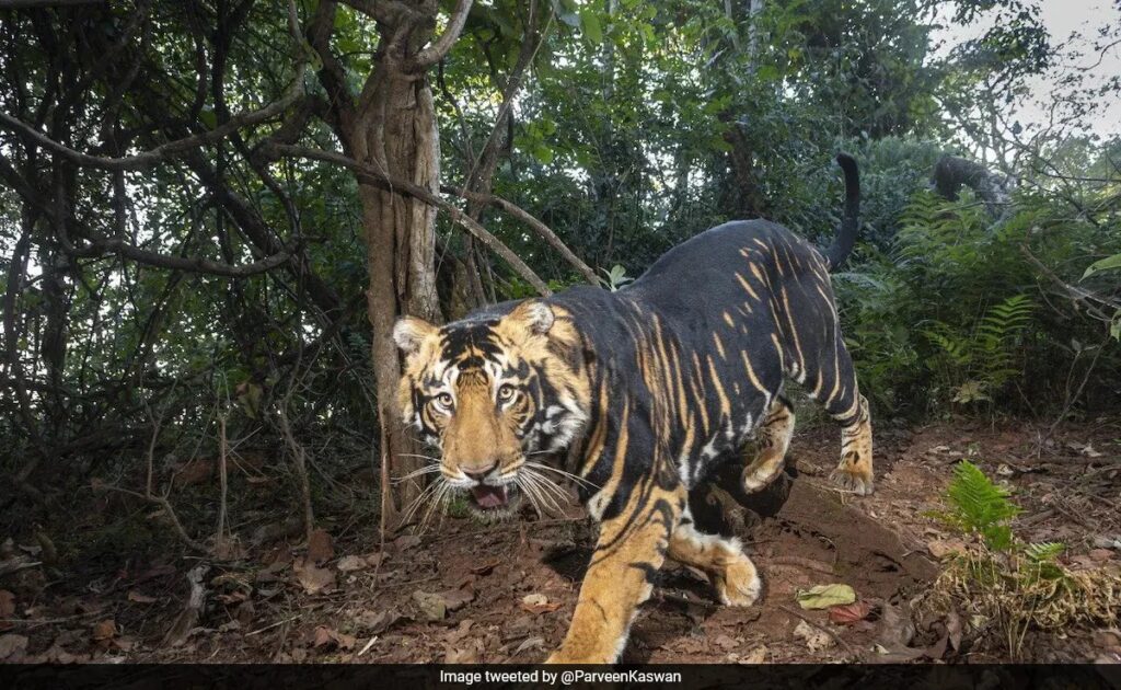 Simlipal Black Tiger, Black Tiger National Geographic, Simlipal Tiger Reserve photography, Simlipal waterfall, Simlipal wildlife safari, Odisha tiger safari, Pseudo-melanistic tiger, Simlipal stays, Black tiger tours Simlipal, Famous black tiger T12 walking through Simlipal forest, Black tiger silhouette with golden fur – National Geographic style, Elephants at Chahala saltlick, Simlipal, Barehipani Waterfall with rainbow mist, Birdwatcher with camera on Simlipal grassland