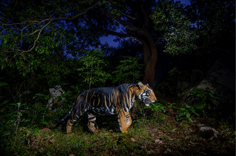 Simlipal Black Tiger, Black Tiger National Geographic, Simlipal Tiger Reserve photography, Simlipal waterfall, Simlipal wildlife safari, Odisha tiger safari, Pseudo-melanistic tiger, Simlipal stays, Black tiger tours Simlipal, Famous black tiger T12 walking through Simlipal forest, Black tiger silhouette with golden fur – National Geographic style, Elephants at Chahala saltlick, Simlipal, Barehipani Waterfall with rainbow mist, Birdwatcher with camera on Simlipal grassland
