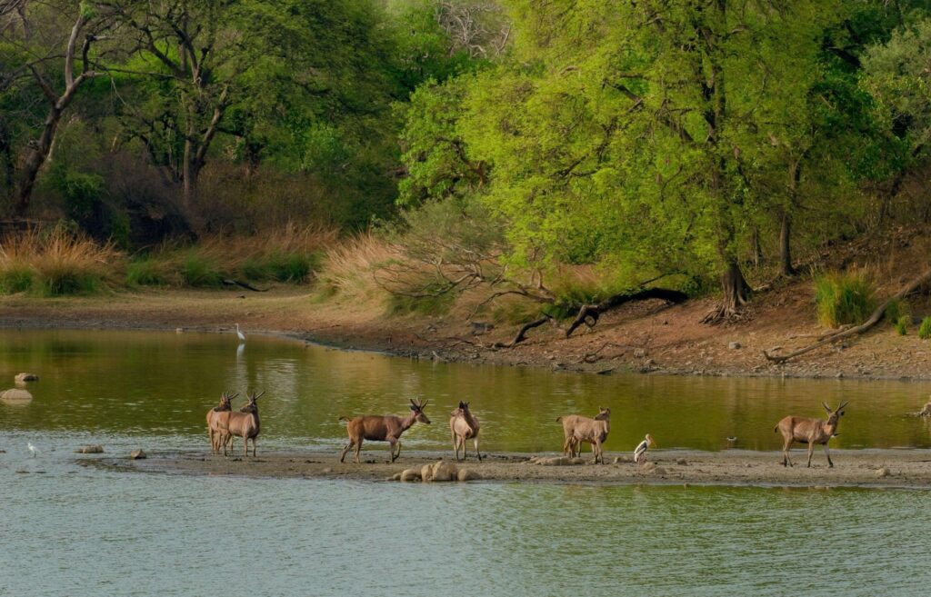 Tiger in Kanha meadow, Barasingha in Kanha National Park, Jungle safari jeep in Kanha, Map from Jabalpur to Kanha, Birdwatching in Kanha forest, Kanha National Park, 
Kanha Tiger Safari, 
Best Time to Visit, Kanha, Wildlife Resorts in Kanha, Barasingha Kanha, Kanha Safari Booking, Madhya Pradesh Tiger Reserve, Family-friendly safaris India, Eco-lodges in Kanha
