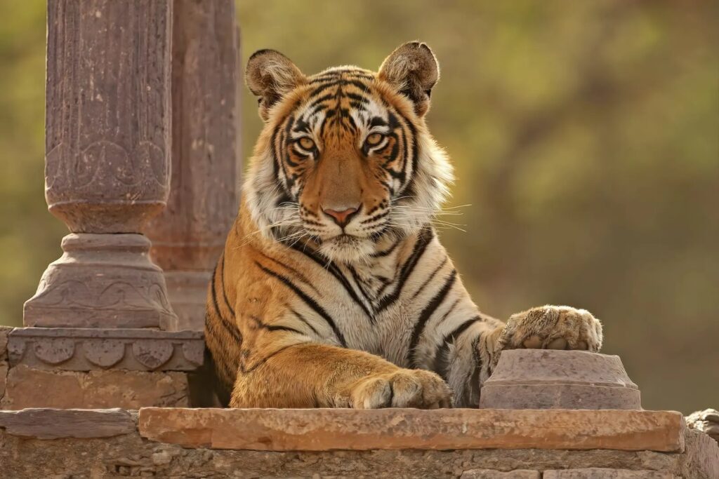 Ranthambore Fort, Ranthambore tiger safari, UNESCO forts Rajasthan, Trinetra Ganesh Temple, Ranthambore Park history, Ranthambore best hotels, Fort viewpoints Ranthambore, Rajasthan wildlife tours, Ancient langur resting on Ranthambore Fort wall, Sunrise over Padam Lake from Ranthambore Fort, Old stone arches framing Rajasthan forest, Festival colors at Trinetra Ganesh temple, Tiger near lake with Ranthambore Fort ruins in background