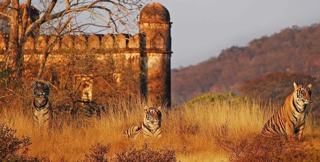 Ranthambore Fort, Ranthambore tiger safari, UNESCO forts Rajasthan, Trinetra Ganesh Temple, Ranthambore Park history, Ranthambore best hotels, Fort viewpoints Ranthambore, Rajasthan wildlife tours, Ancient langur resting on Ranthambore Fort wall, Sunrise over Padam Lake from Ranthambore Fort, Old stone arches framing Rajasthan forest, Festival colors at Trinetra Ganesh temple, Tiger near lake with Ranthambore Fort ruins in background