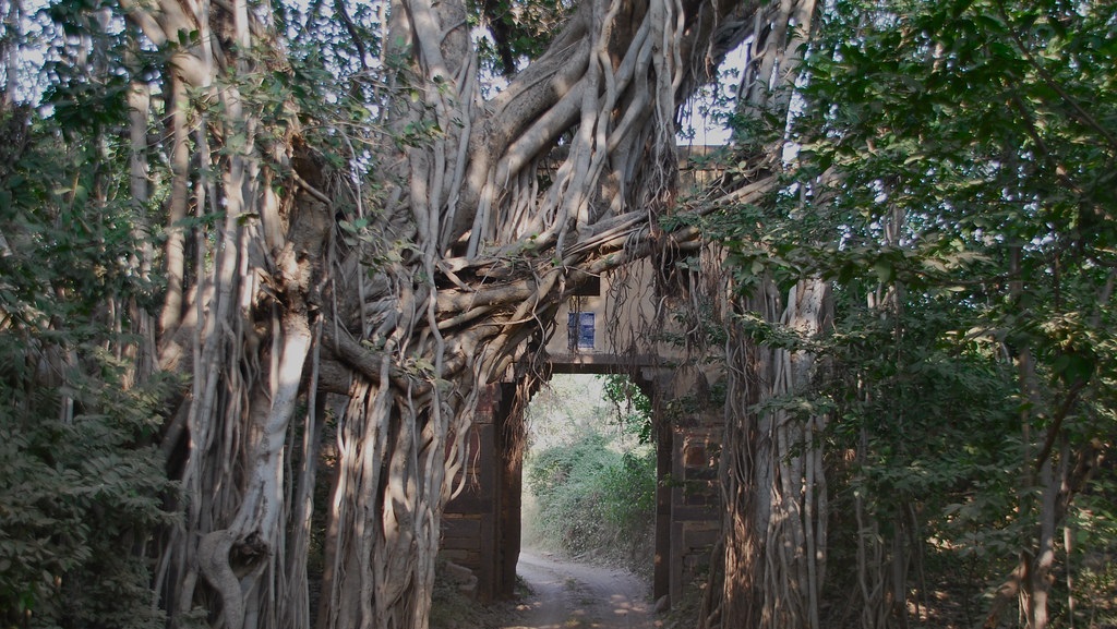 Great Banyan Tree inside Ranthambore National Park