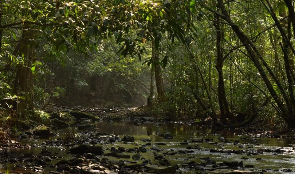 Dense Western Ghats forest ecosystem in Nagarahole Tiger Reserve