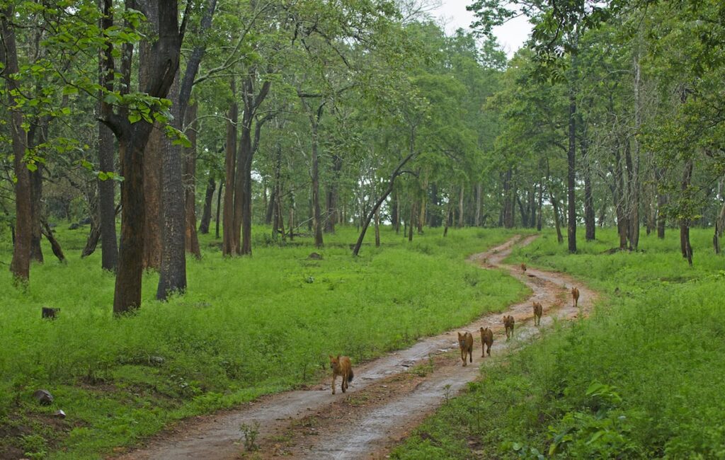Forest trail symbolising deeper wildlife understanding in Nagarahole