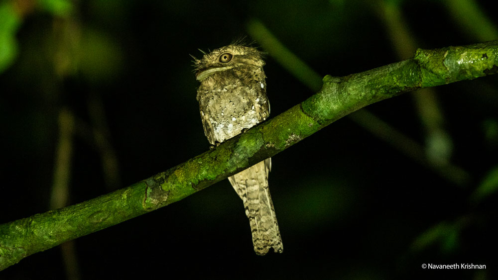 Wildlife experiences in India, Rare musical instruments display - Cultural wildlife experiences in India, Aerial view of Western Ghats canopy - Best birdwatching destinations in South India, Malabar Grey Hornbill spotted on a Thattekad Bird Sanctuary safari, Wildlife experiences in India, Best birdwatching destinations in South India, Thattekad Bird Sanctuary safari, Wildlife tour Pondicherry to Thattekad, Nature tours in South India